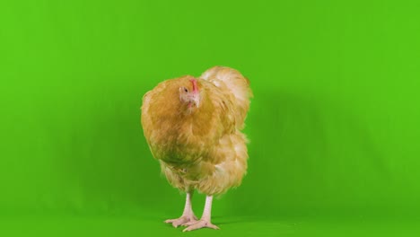 Full-body-wide-shot-of-a-beige-chicken-looking-forward-at-camera-while-standing-on-a-chroma-key-green-screen