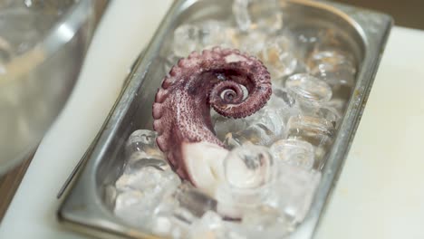 Fresh-purple-octopus-tentacle-being-layed-and-settled-between-ice-cubes-in-a-metal-kitchen-container-by-metal-kitchen-tongs