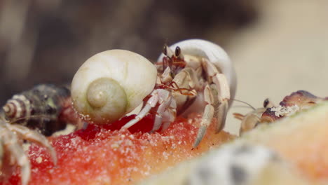 Macro-of-hermit-crabs-eating-fruits-in-Thailand