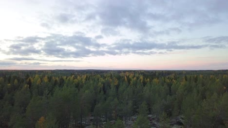 Aerial,-ascending-drone-shot,-fall-foliage,-endless-autumn-colored-forest-in-Lapland,-Finland