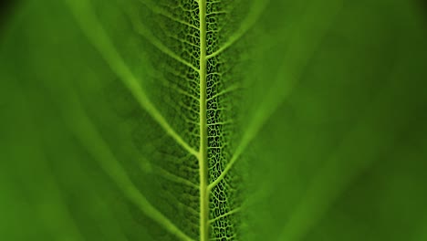 Rotating-green-leaves-and-dandelion-macro-shot-slow-spinning