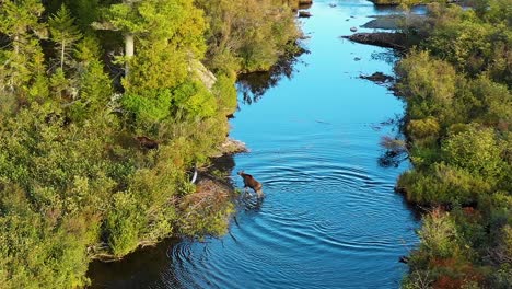 Aerial-drone-shot-of-a-moose-cow-followed-by-her-two-young-calves-and-a-bull-crossing-a-blue-stream-surrounded-by-green,-red-and-golden-autumn-forest-trees-in-the-Maine-wilderness