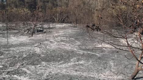 Aftermath-of-a-bushfire-close-to-a-major-city
