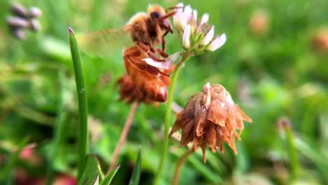 Eine-Makro-Nahaufnahme-Einer-Honigbiene,-Die-Von-Einer-Blume-Zur-Anderen-Fliegt