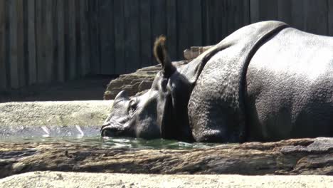 Rhinoceros-in-the-water