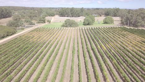 A-birds-eye-view-of-vineyards-bringing-for-their-bountiful-harvest-during-summer-months-in-Australia’s-South-West