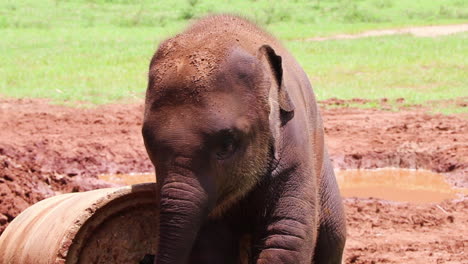 Nahaufnahme-Eines-Elefantenbabys,-Das-In-Zeitlupe-An-Einem-Betonspielzeug-Reibt