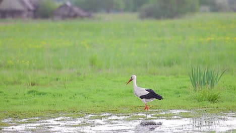 White-stork-walking-and-looking-for-food-or-hunting-in-countryside