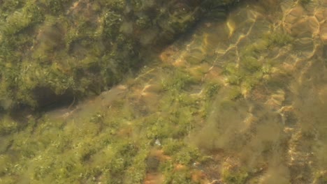 Algen-Unter-Wasser-Von-Oben-In-Zeitlupe-Gesehen