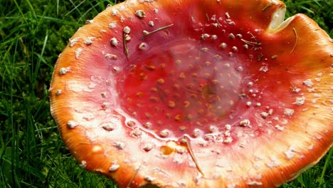 Slow-panning-shot-of-wild-mushroom-with-pooled-water-in-top