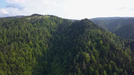 Luftaufnahme-Eines-Waldes-Im-Tal-Mit-Bergen-Im-Hintergrund-Und-Klarem-Himmel