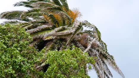 Branches-of-palm-tree-flailing-around-in-high-winds-during-a-storm