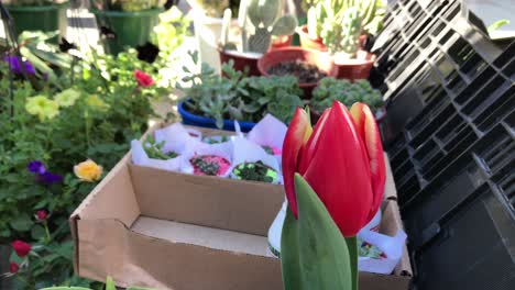 Hermoso-Tulipán-En-Medio-De-La-Ciudad