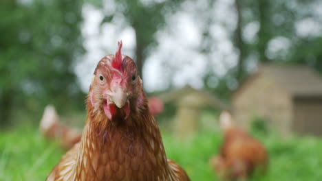 Curious-hen-walking-towards-camera-in-slow-motion-close-up