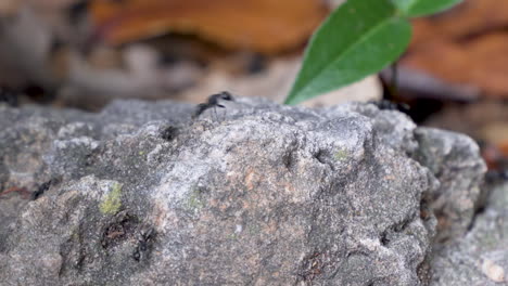Busy-ant-colony-in-rocky-undergrowth-with-plants-panning-left-to-right
