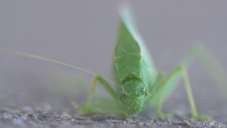 Tree-Bug-stands-on-the-pavement