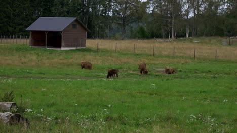 A-European-Bison-is-rolling-in-the-dirt,-in-a-breeding-farm-in-Sweden