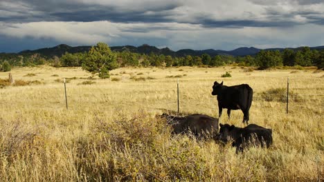 Cow-standing-in-a-field-looking-towards-dark-blue-mountains