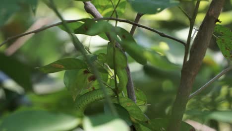 View-from-the-bottom-of-a-Green-Viper-Snake-resting-among-the-leaves-of-a-tree-branch-in-the-jungles-of-Borneo