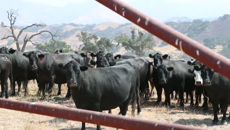 Eine-Herde-Schwarzer-Angus-Rinder-Beobachtet-Die-Kamera-Hinter-Einem-Traditionellen-Stacheldrahtzaun-Und-Einem-Rohrtor