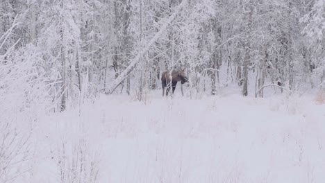 Moose-standing-in-Anchorage-forest,-freshly-fallen-snow-in-pristine-environment-4k