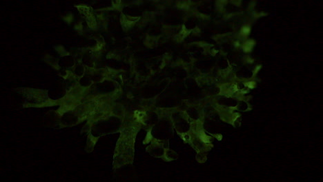 Der-Biolumineszierende-Pilz-Panellus-Stipticus-Leuchtet-Im-Dunkeln