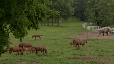 Drone-rise-and-pan-of-horses-and-colts-in-a-field-near-a-barn-at-Crooked-Creek