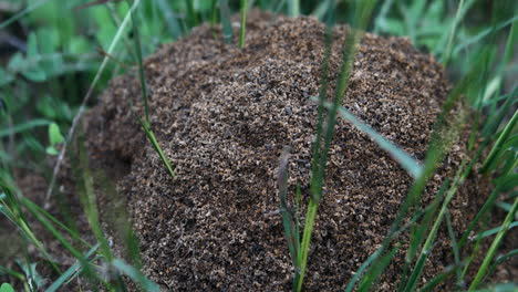 This-is-a-video-of-a-Fire-Ant-nest-after-a-rain-in-Texas