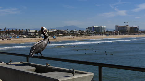 Footage-of-a-Pelican-sitting-on-a-rail-in-Huntington-Beach,-Ca