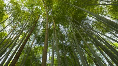 árboles-De-Bambú-Meciéndose-Lentamente-Con-El-Viento
