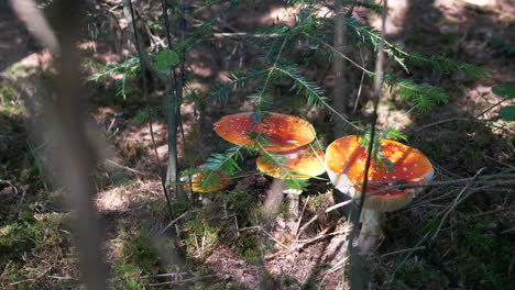 Some-toadstools-in-a-dense-Austrian-forest-on-a-sunny-late-summer-day