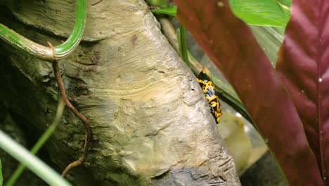 Medium-shot-of-yellow-banded-poison-dart-frog-on-tree
