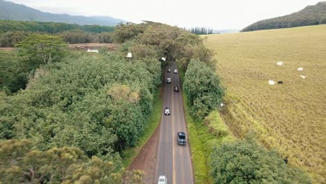 Hawaii-road-with-birds-flying-by