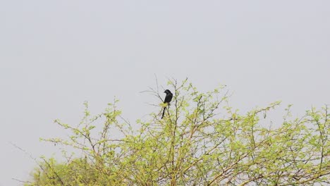 Pájaro-Drongo-Negro-En-Rama-De-árbol-I-Pájaro-Drongo-Negro-Almacen-De-Video