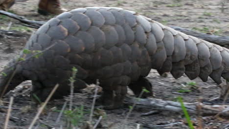 An-African-pangolin-searching-for-ants-walks-passed-camera-and-out-of-the-frame