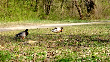 Zwei-Männliche-Enten,-Stockenten,-Die-Um-Die-Paarung-Mit-Einem-Weibchen-Konkurrieren,-Rivalität-Zwischen-Wildtieren,-Frühling,-4K-UHD-Handheld