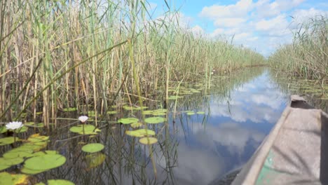 Tiro-Pov-En-Un-Recorrido-Por-El-Delta-Del-Okavango,-áfrica,-Tiro-Desde-Un-Bote-Pequeño,-Con-Una-Planta-Tocando-La-Cámara