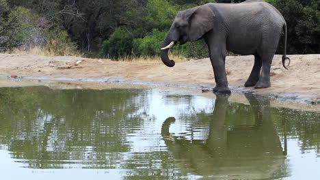 Lone-elephant-bull-drinking-water,-then-turning-away-from-the-waterhole-in-Africa