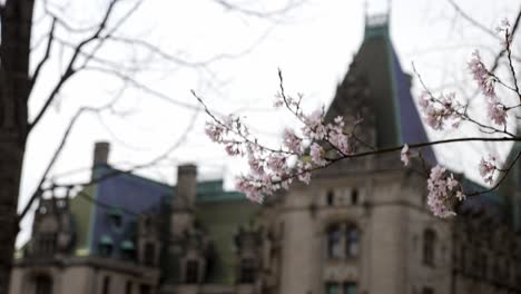 Biltmore-House-in-the-background-with-Cherry-Blossoms-in-the-foreground-|-4K