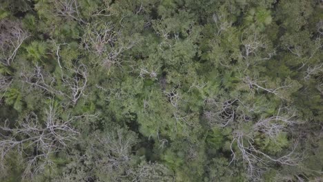 Aerial-view-of-Mexican-jungle