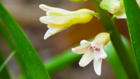 Yellow-Hyacinth-slow-motion-shot