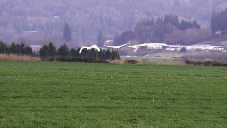Four-Trumpeter-Swans-flying-low-over-a-field-at-sunset-in-the-Snohomish-Valley