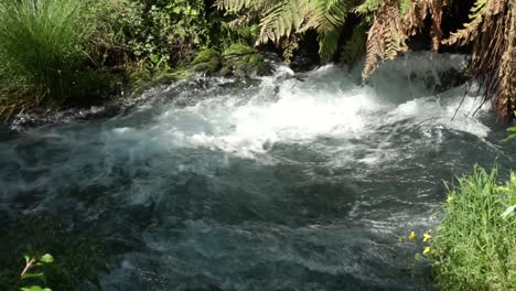 Fast-flowing-river-with-rapids-Putaruru-Blue-Spring,-New-Zealand