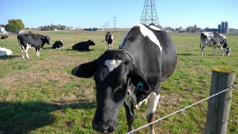 Vacas-De-Granja-Amish-Disfrutando-De-Un-Día-Soleado-En-Los-Campos