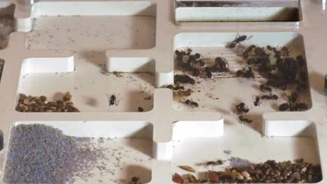 Nest-of-Harvester-Ants--timelapse-shot
