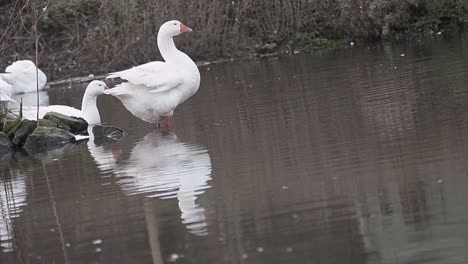 White-geese-grooming-in-pool-of-water