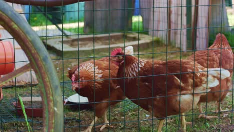 Three-Hens-in-Chicken-Coop