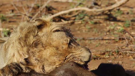 Drei-Jahre-Alter-Nomadischer-Männlicher-Löwe,-Der-Sich-Am-Späten-Morgen-Von-Einem-Afrikanischen-Büffel-Ernährt