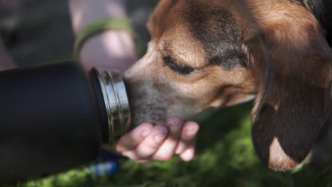 Beagle-dog-drinking-from-womans-hand-and-bottle-during-walk-on-trail-slowmo