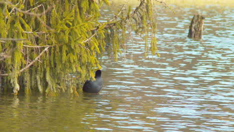 Closeup-shot-of-a-black-coot-picking-its-feathers-in-a-lake-with-trees-in-the-back
